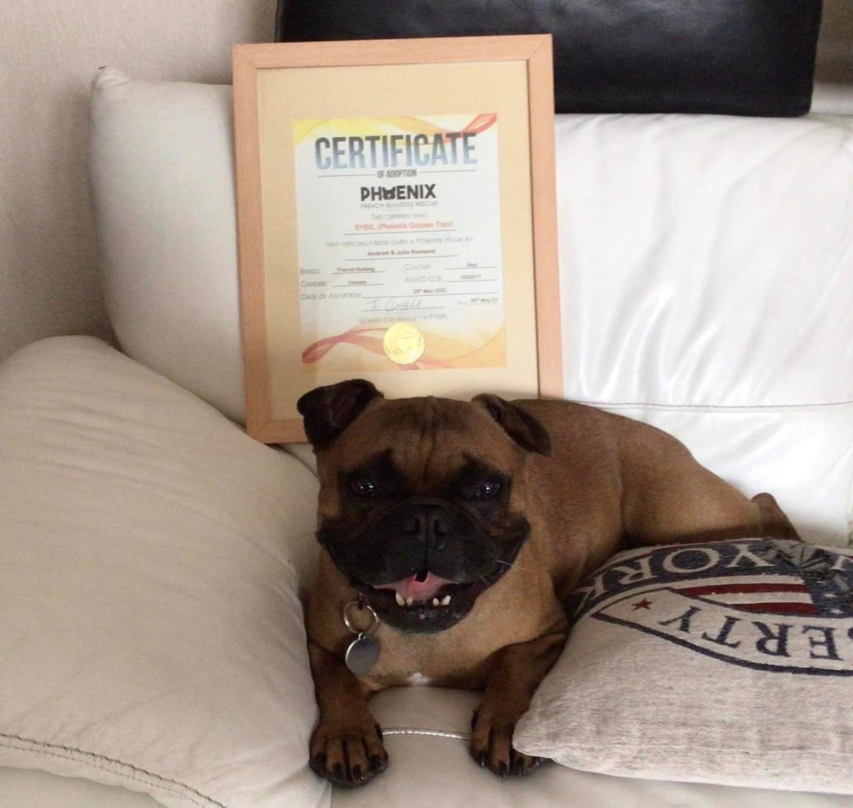 Phoenixfbrescue's tweet photo. 🏈🧡🐾Here is Region 11,s ‘Golden Tips’ now known as ‘Sybil’ proudly showing off her Adoption Certificate &amp; favourite rugby ball 😊 
I think you’ll all agree she looks mighty pleased with herself, and so she should.
Enjoy your new life Sybil 🐾🧡🏈 https://t.co/JaEkl7sPNq