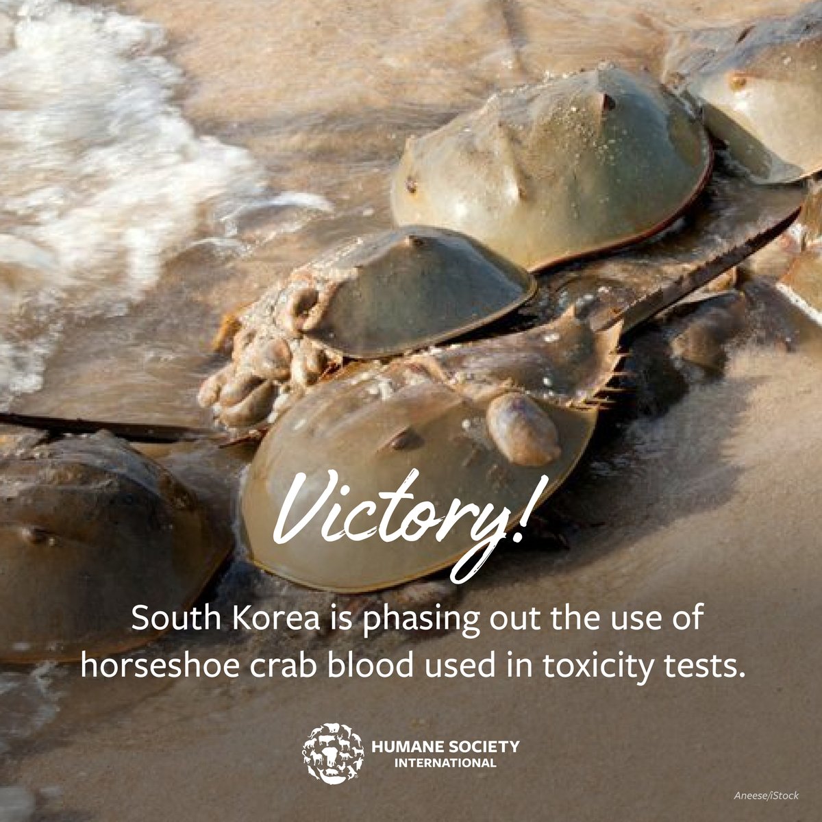 Humane Society International on Twitter "Today on HorseshoeCrabDay