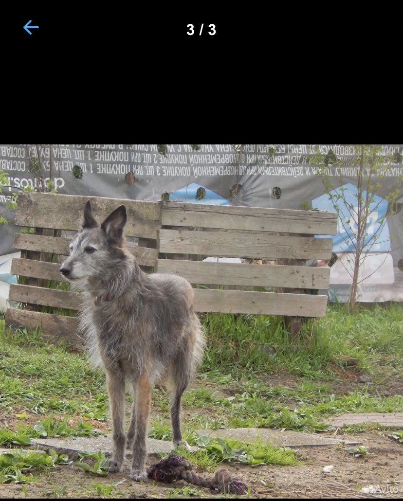 «Скромный Мартин незаметный никому не нужный» или объявление, которое разбило мне сердце 😡💔😭

СПБ, может кому-то нужно такое симпатичновое чудо? 

Кто уже особачен или не в Питере, сделайте репост плиз 🙏

Да, таких объявлений уйма, но дадим Мартину шанс найти свое счастье