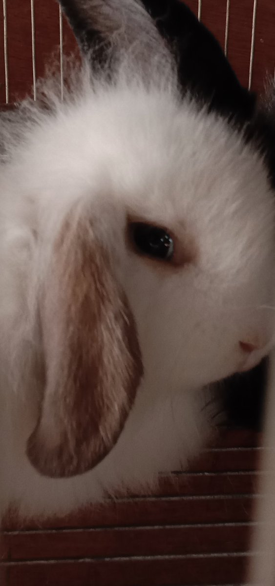 Jhoolz5's tweet image. #rabbitry #rabbits #philippines #photography #animalphotography