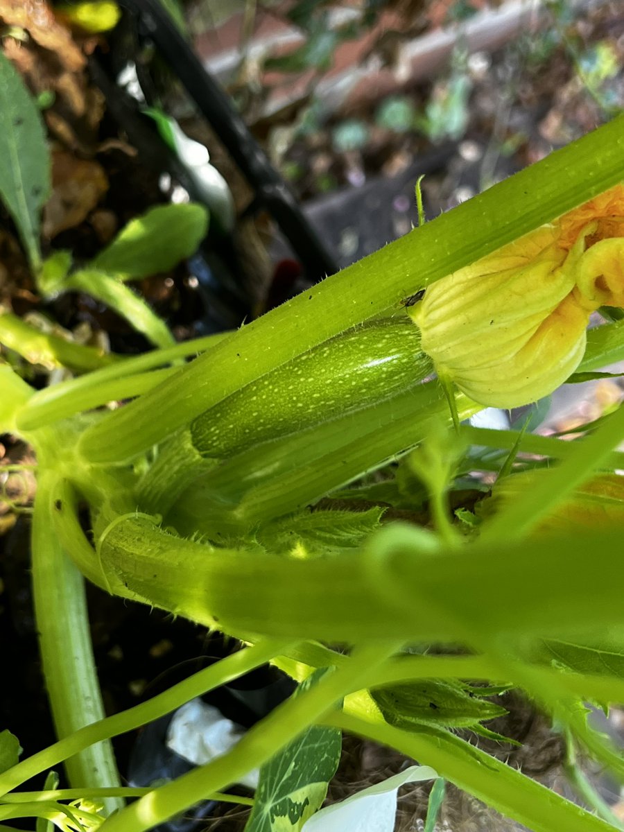 Courgette season has officially started- hurrah! #growyourown