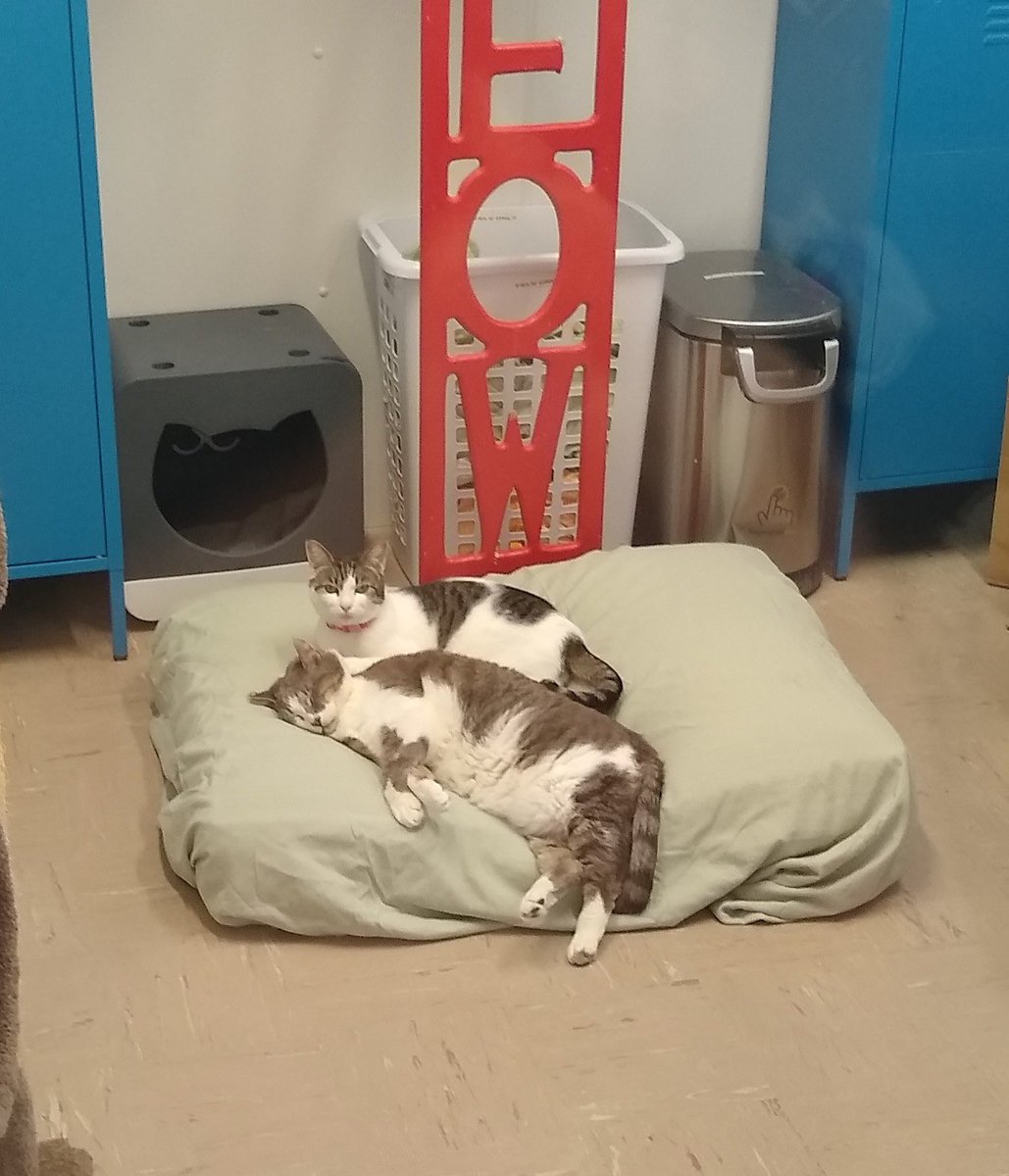 Gatsby has been waiting in WCAR FeLV+ room in #NapaCA since 2011. We can’t understand why, Look at him! He would love to find a home with his gf Olive. #Rehomehour #CA #cats