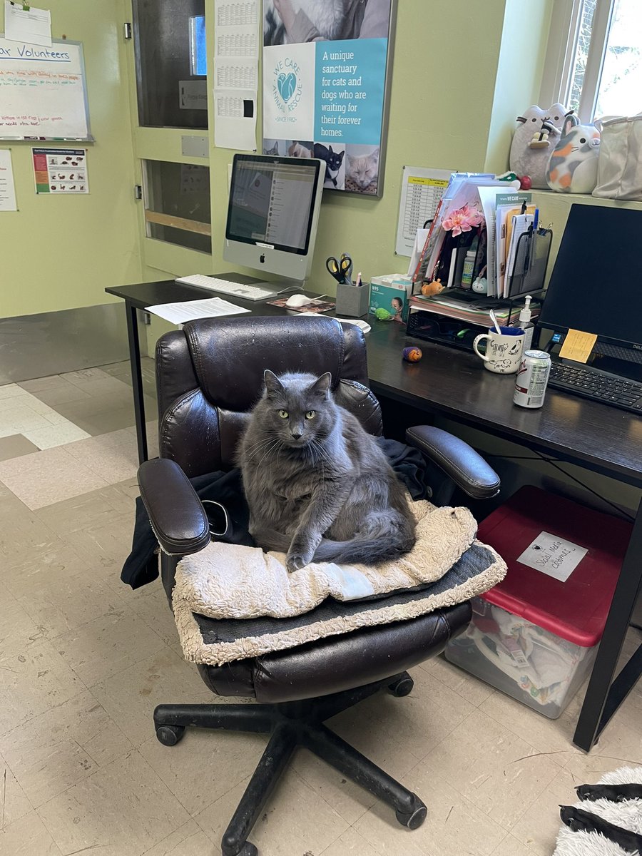 Tommy is diabetic AND office trained. Do you have a work place that needs some sunshine? Are you open 7-5pm? Have staff willing to clean a box and give insulin shots? Consider hiring Tommy!
#napaCA #rehomehour #CA #cats