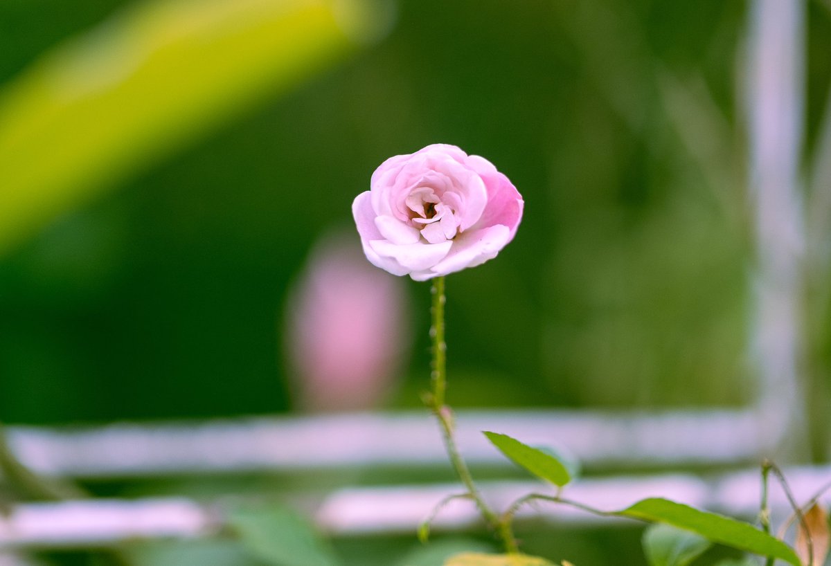 PedroLMMarchi's tweet photo. Hoje a foto vem do quintal.

#Fotografia #UmafotoPorDia #Fujifilm #Taubate #Quintal #Rosa #Cotiadiano https://t.co/gTGEcdCzSG