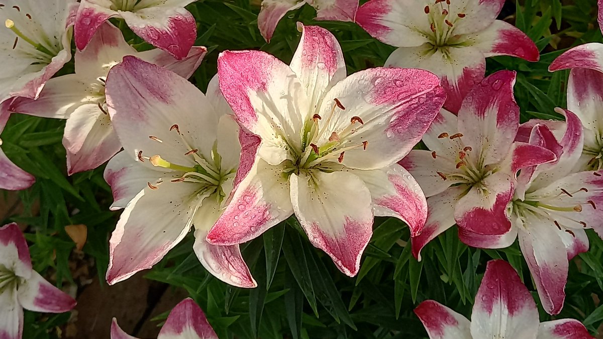 Lovely lilies are at their best right now - & here's one pot-grown beauty looking pretty spectacular. Its name is Lollypop, an Asiatic hybrid with its livery of white, purply-pink & red-speckled throats. No scent but still stunning. 
grahamsgardenbuddies.wordpress.com