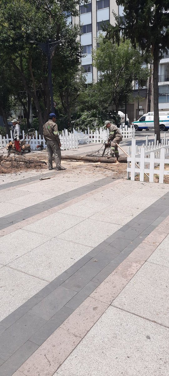 magos_arq's tweet photo. @SandraCuevas_ @PartidoMorenaMx Y la tala de arboles injustificada?
Eso no es bonito.
@SandraCuevas_  el area de perros para cuando la vas a Ampliar? AMPLIAR. https://t.co/MVU0E0Y5C3