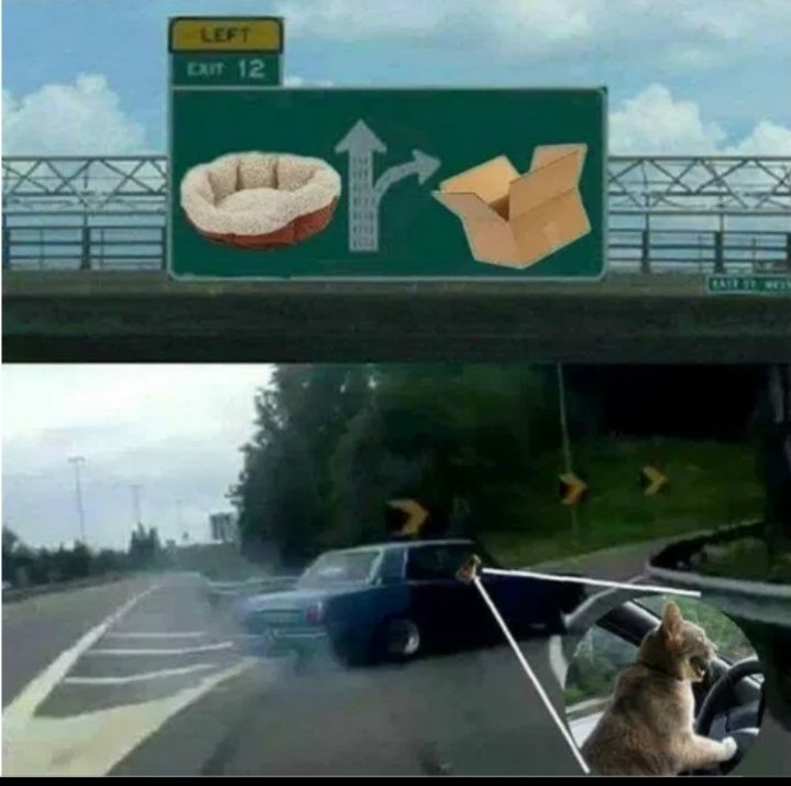 VeganHumour's tweet photo. #humouranimal #humouranimaux #chatshumour #humourdesanimaux #animauxrigolos https://t.co/tiRc7lmxBk