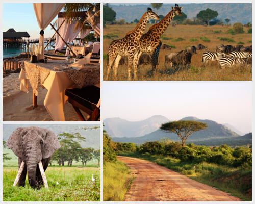FineTravelNZ's tweet photo. Ready to embark on a journey of a lifetime? Look no further than a safari. In this blog you'll discover 8 reasons why every traveller should experience the thrill of getting up close and personal with wildlife in their natural habitat. https://t.co/TC2WHomXA8

🦁🐘🦒🐆🌿🌍 https://t.co/V1sJ1cWZp3
