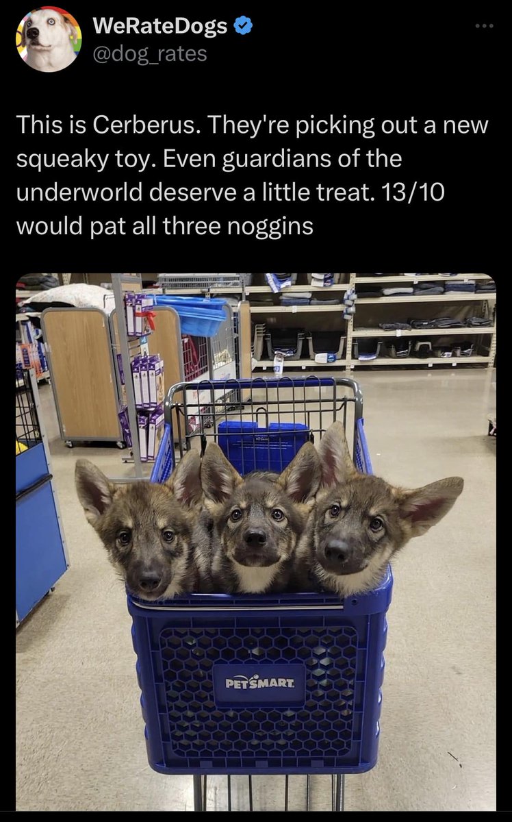 SEAveryAuthor's tweet image. Cerby! All the cuddles.

#Cerberus #SuchCute #MuchPets