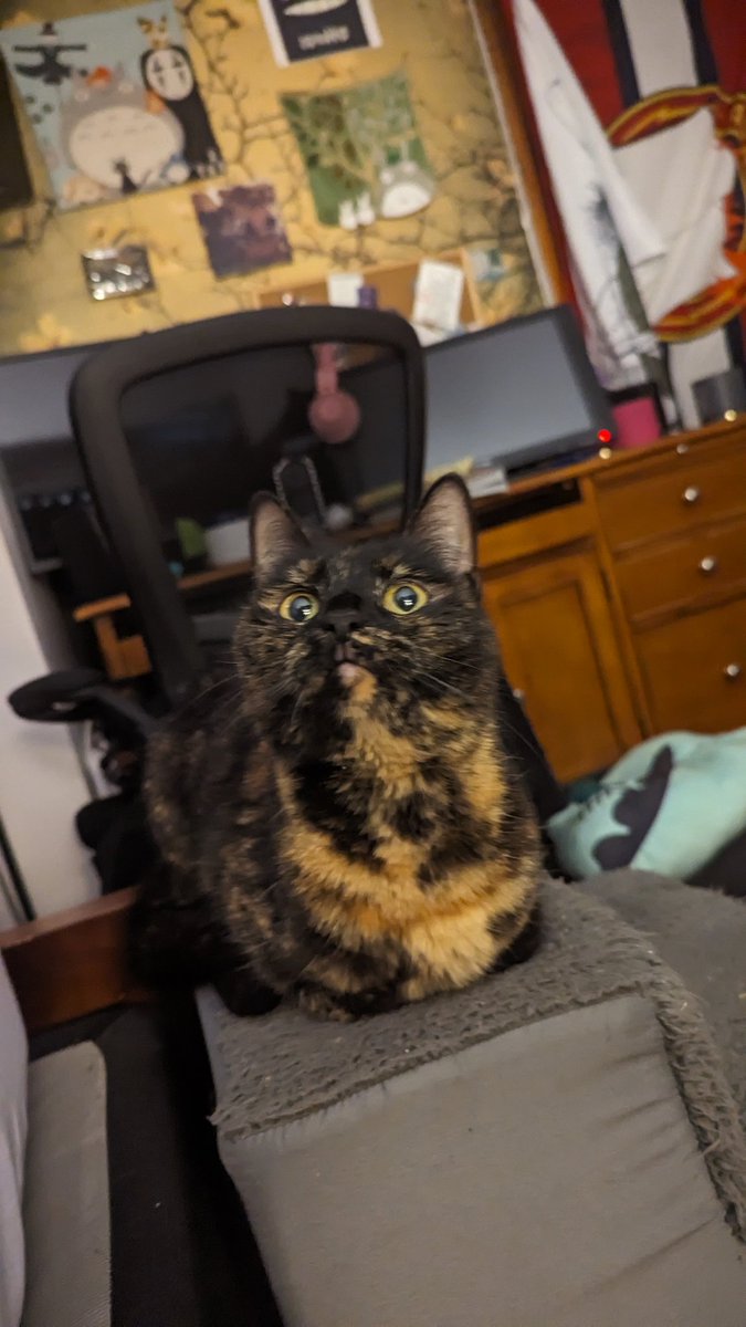 we are watching homeward bound tonight and ordering delivery