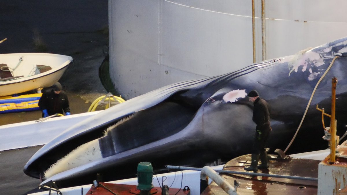 Sea Shepherd France tweet media