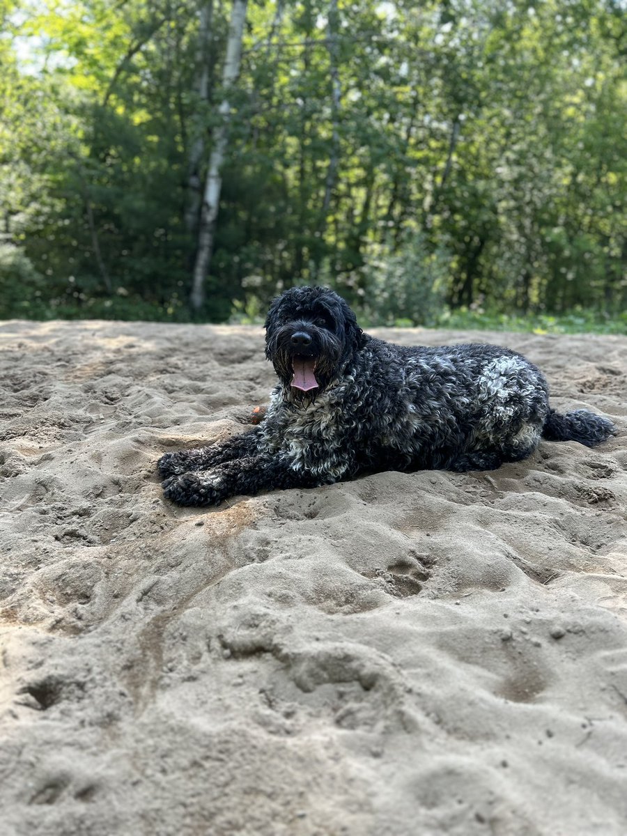 LeeJ29's tweet photo. The boy #ZeusThePortie at #ConroyPit this am. Happy day. https://t.co/HUoeAJHj4s