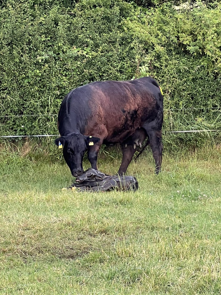 Pat Quirke tweet media