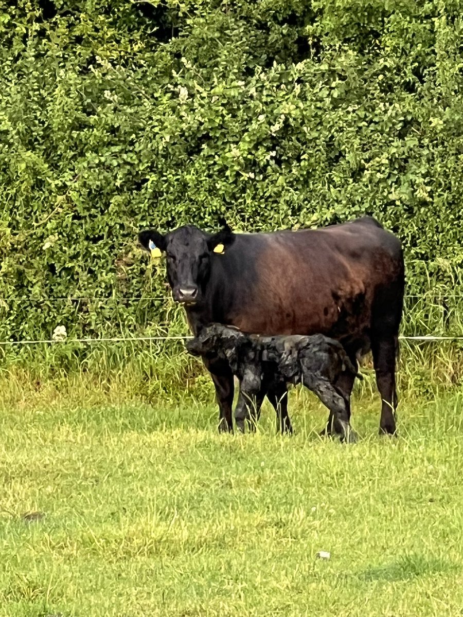 Pat Quirke tweet media