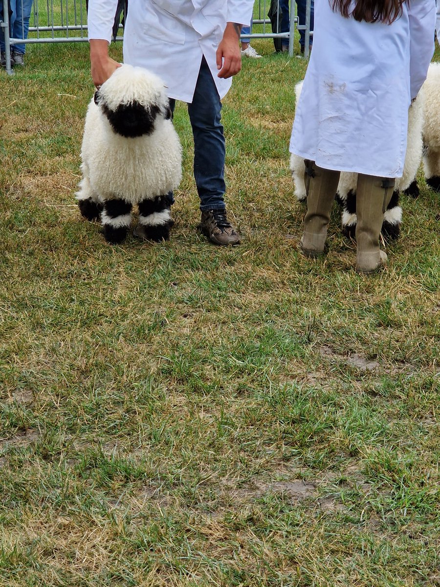 eddley13's tweet image. Lovely day at the #cheshireshow