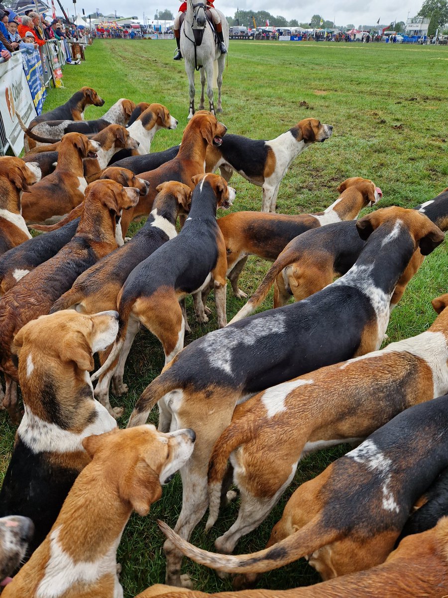eddley13's tweet image. Lovely day at the #cheshireshow