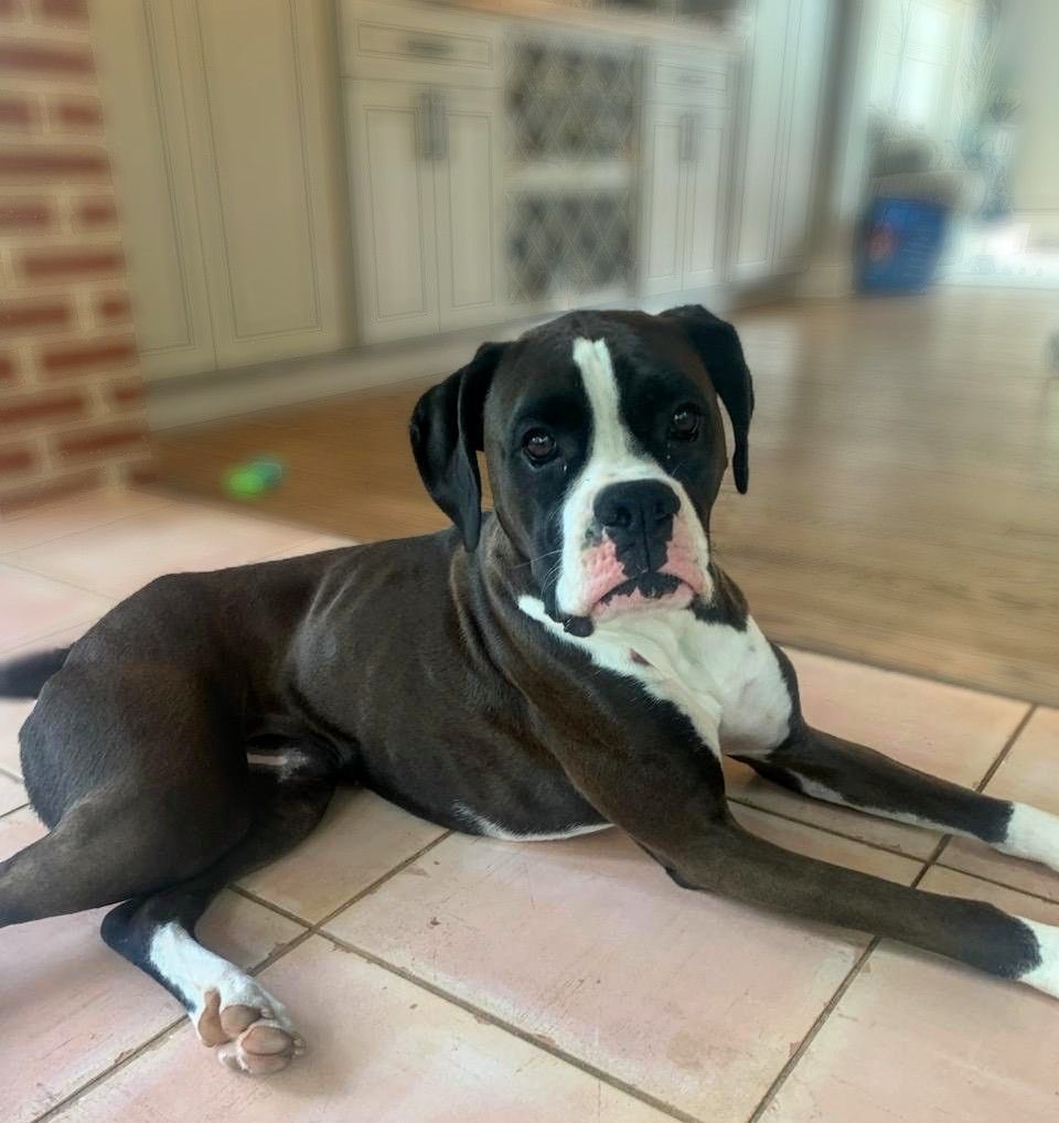 Charlie is a 2 yr old boxer who isn’t getting along with the female dog in her home. Located in the Phila area. Charlie is good with kids and male dogs. #adoptme #adoptdontshop #rescuedog #boxerdogs #boxer #boxersoftwitter #dogsoftwitter #boxerlife #boxerlover #dogs #adoptaboxer