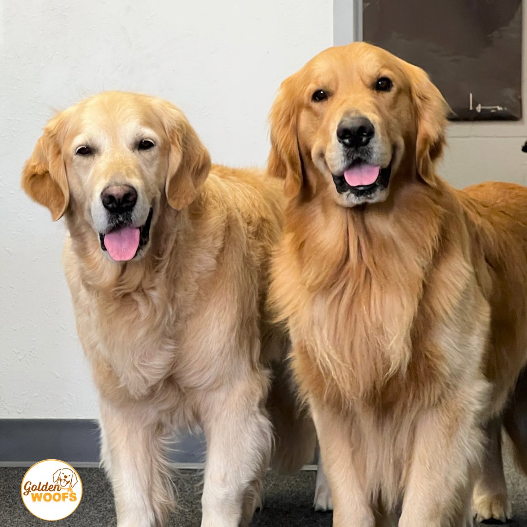 Woofs! #TongueOutTuesday 😛 After a pawsome morning watching a squirrel and playing ball 🐶 we are now at work 😀 We’re wagging our tails with excitement because we know there are gonna be lots of pets +ear rubs today! 😀🐶 #officedogs KB & KENZO every day #TakeYourDogToWorkDay