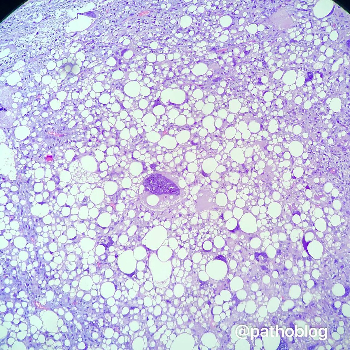 Anna Vasileva tweet media