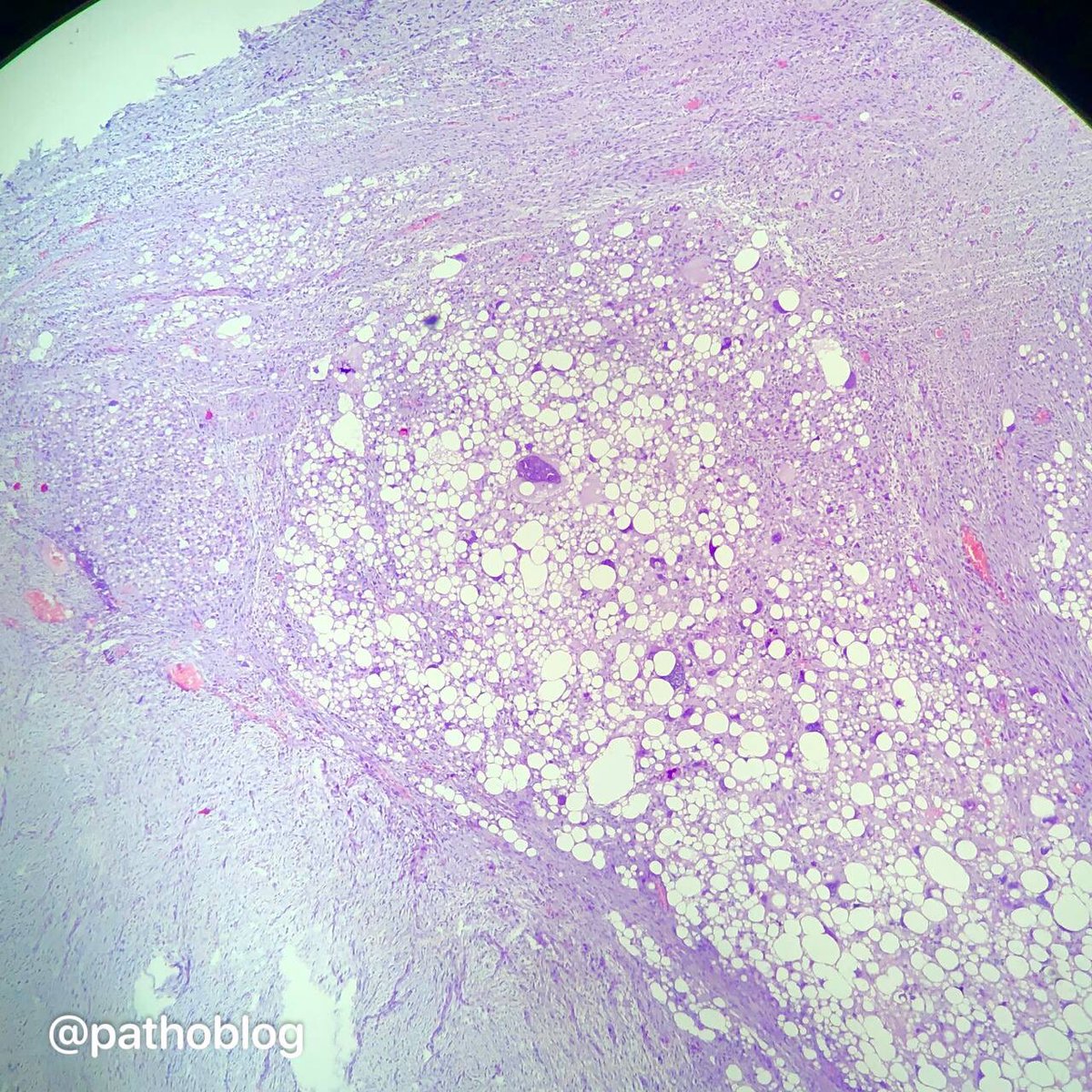 Anna Vasileva tweet media