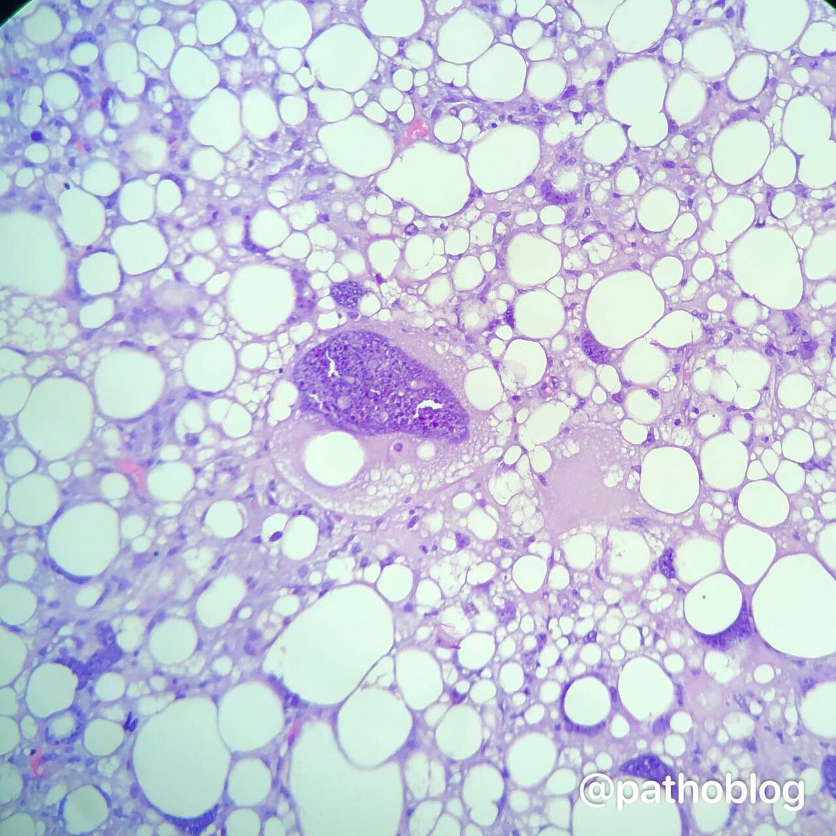 Anna Vasileva tweet media