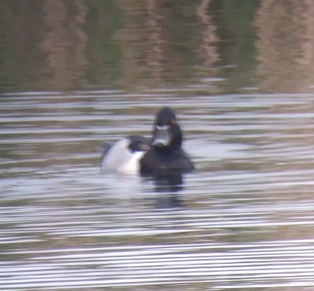 Drake Ring-necked Duck from North Hide at Carlton Marshes SWT this evening. @SWTSiteManager @SWTCarltonMarsh @lewisjyates