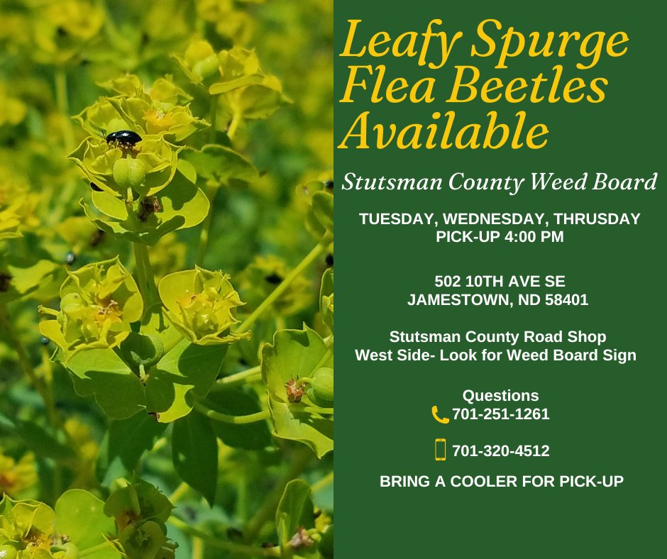 ndsuextdickey's tweet photo. Spread the word! Stutsman County Weed Board had Leafy Spurge Flea Beetles available to help control the weed population. 

Learn more about the benefit of flea beetles as a biological control for leafy spurge at  https://t.co/JEsHUow48w https://t.co/4FvbQwTcKu