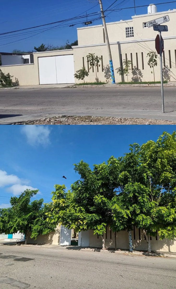 Además de quejarnos del calor en Mérida podríamos sembrar unas lluvia de oro donde se pueda..en tu casa ..en casa del vecino.. en el monte.., en donde sea.... y 2 años después  👇👇