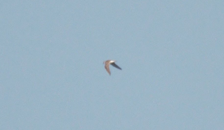 cianbirder's tweet photo. Poor, yet informative images of the Kilcoole little ringed plover last week while guiding. Always enjoy finding these guys, especially on call like this one. Co, Wicklow. #birdfinding #guiding https://t.co/ThmXib21ip