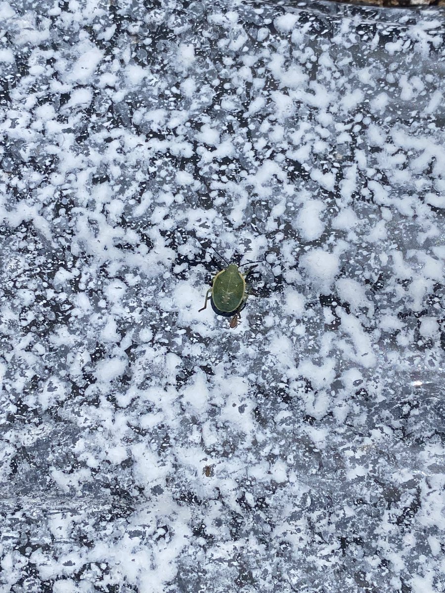 Westside Farmer tweet media