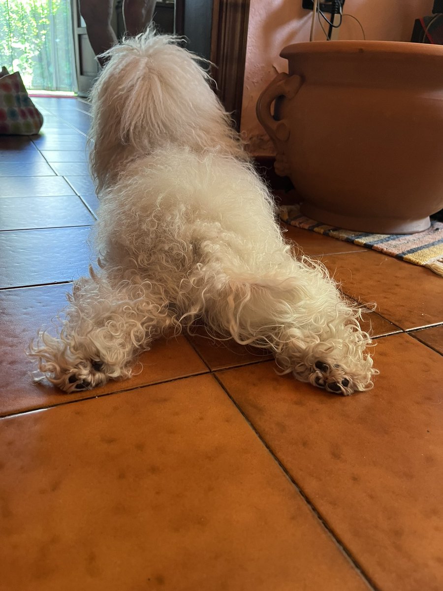 chiarasbrana's tweet image. Fa caldo.❤️🏴‍☠️
#Plutone #plutonedellacortedelpiola 

#bolognese #caneitaliano #canebolognese #cuccioli #cani #canifelici #dogs #dogoftheday #doglover #doglife #puppy #puppylove #canimodelli #cutedog #bichonbolognese #doglover #dogphotography #ilovemydog #canibianchi