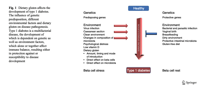 lumosbio's tweet photo. Dietary #gluten and the development of type 1 #diabetes

"There is evidence that the intestinal #immunesystem plays a primary role in the pathogenesis of type 1 diabetes, as diabetogenic T cells are initially primed in the gut ..."

https://t.co/xuFKELAtih https://t.co/G62Ylby1Rg