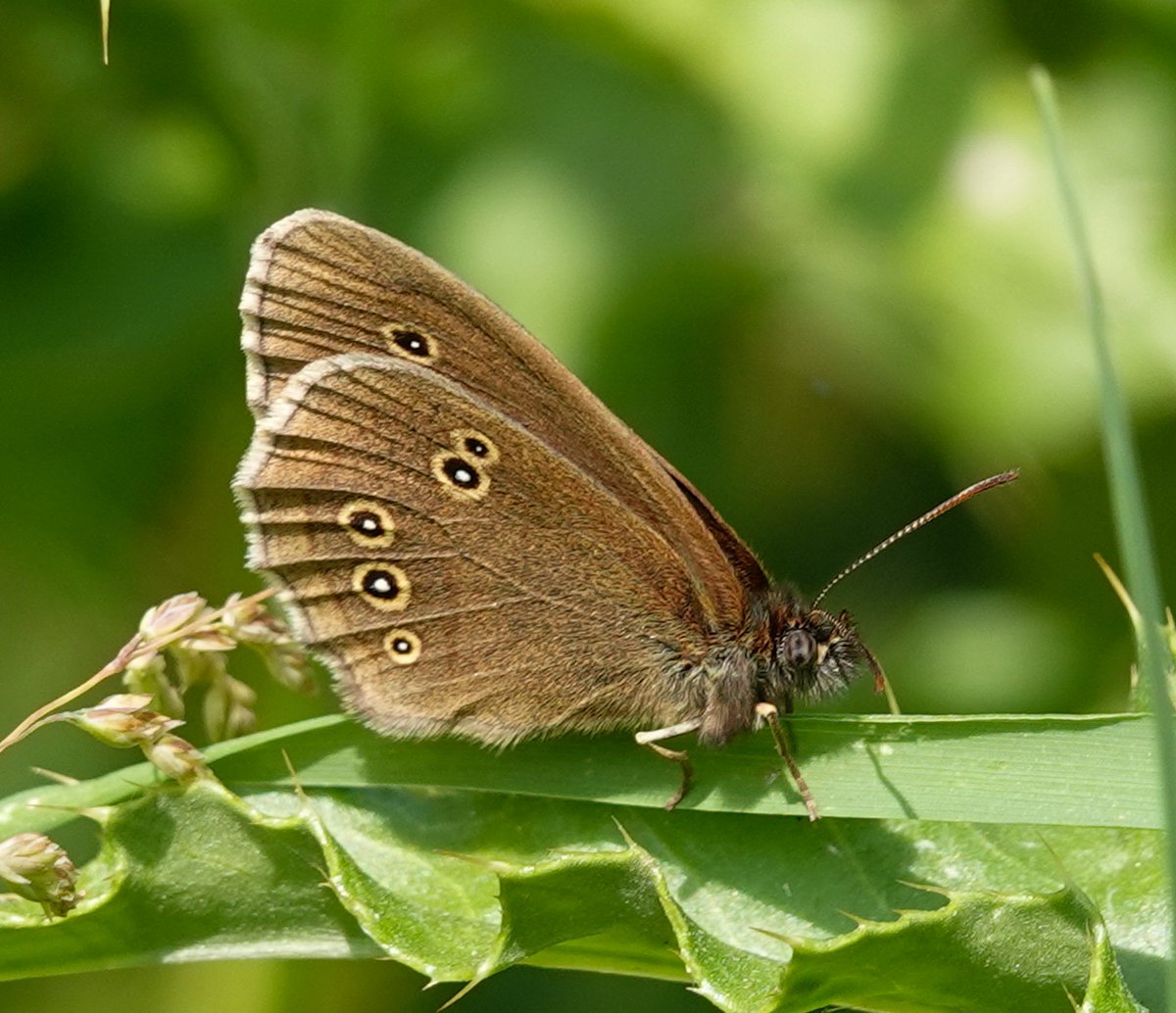 Ringlet at Hewin's Wood Buckinghamshire