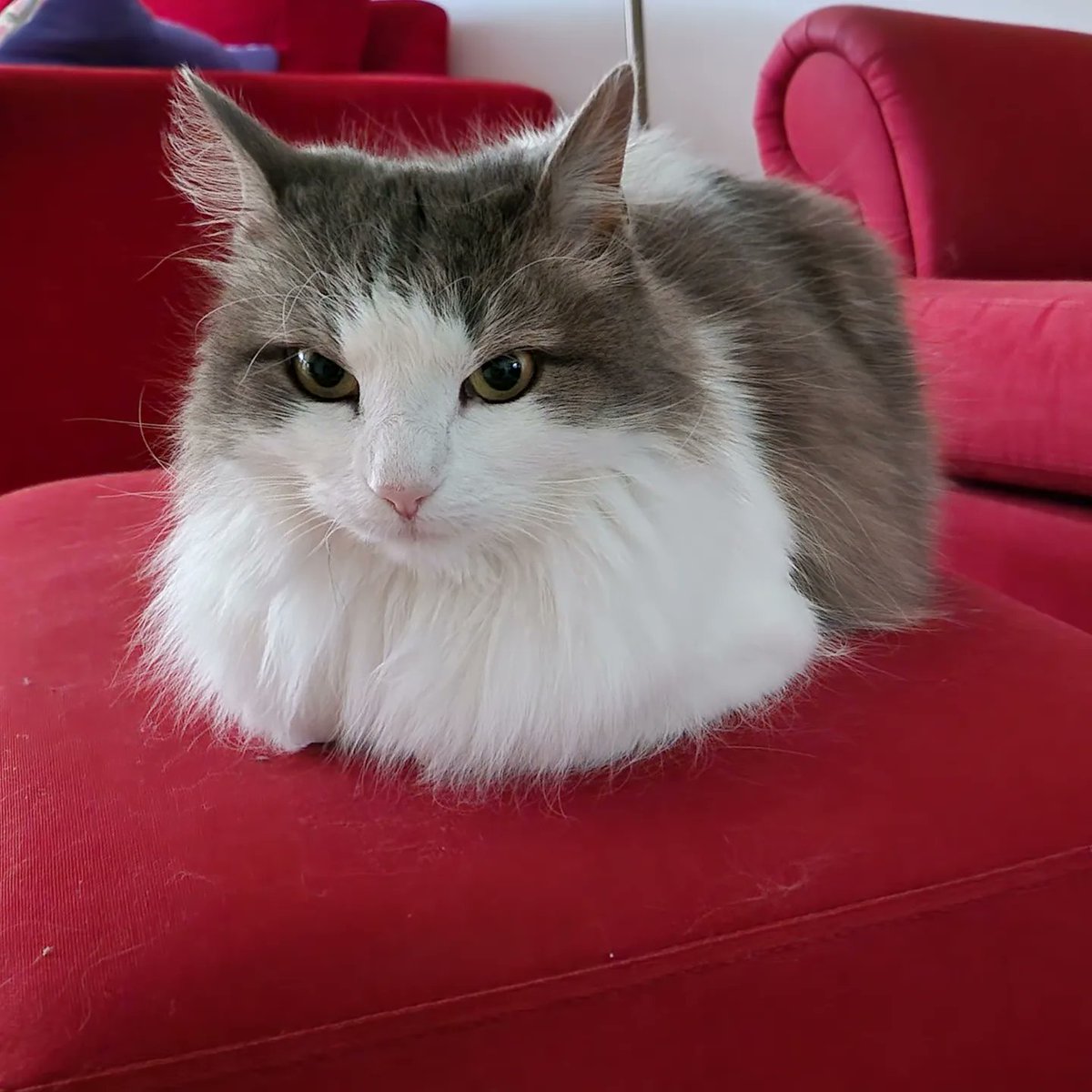 Suzanne Gynnhammar tweet media