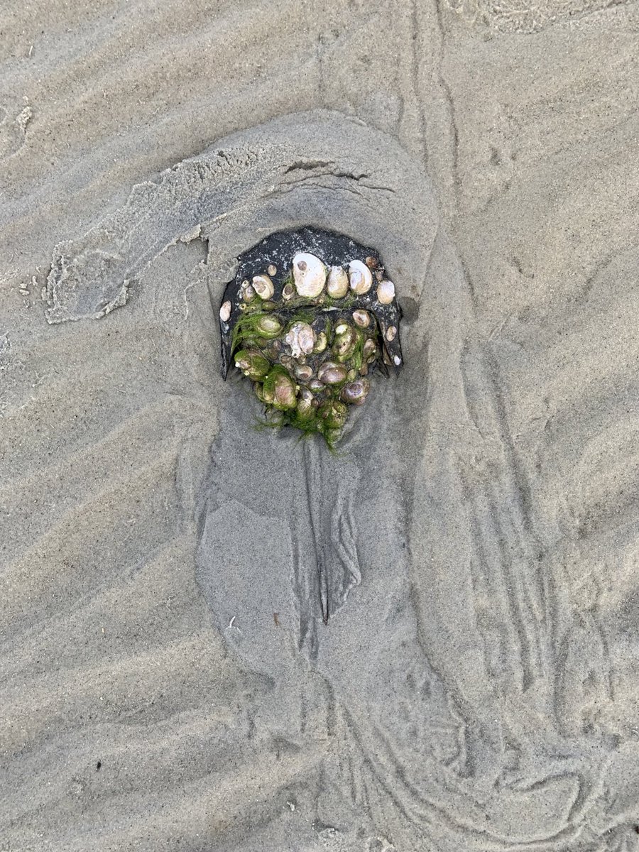 sneepsnorp3d's tweet photo. not to brag SO much but i saw the most beautiful horseshoe crab in the entire world last week and i think about her every single day https://t.co/1o9RVxJmW0