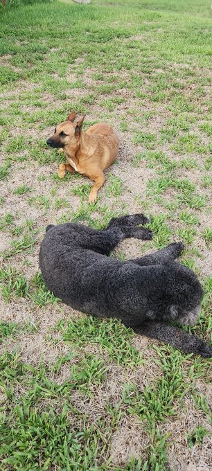 My little fur friends in the front yard. https://t.co/mULfnR8enE<a href="/tag/work"class="tags"><span>#work</span></a><a href="/tag/electrician"class="tags"><span>#electrician</span></a><a href="/tag/constructionindustry"class="tags"><span>#constructionindustry</span></a>