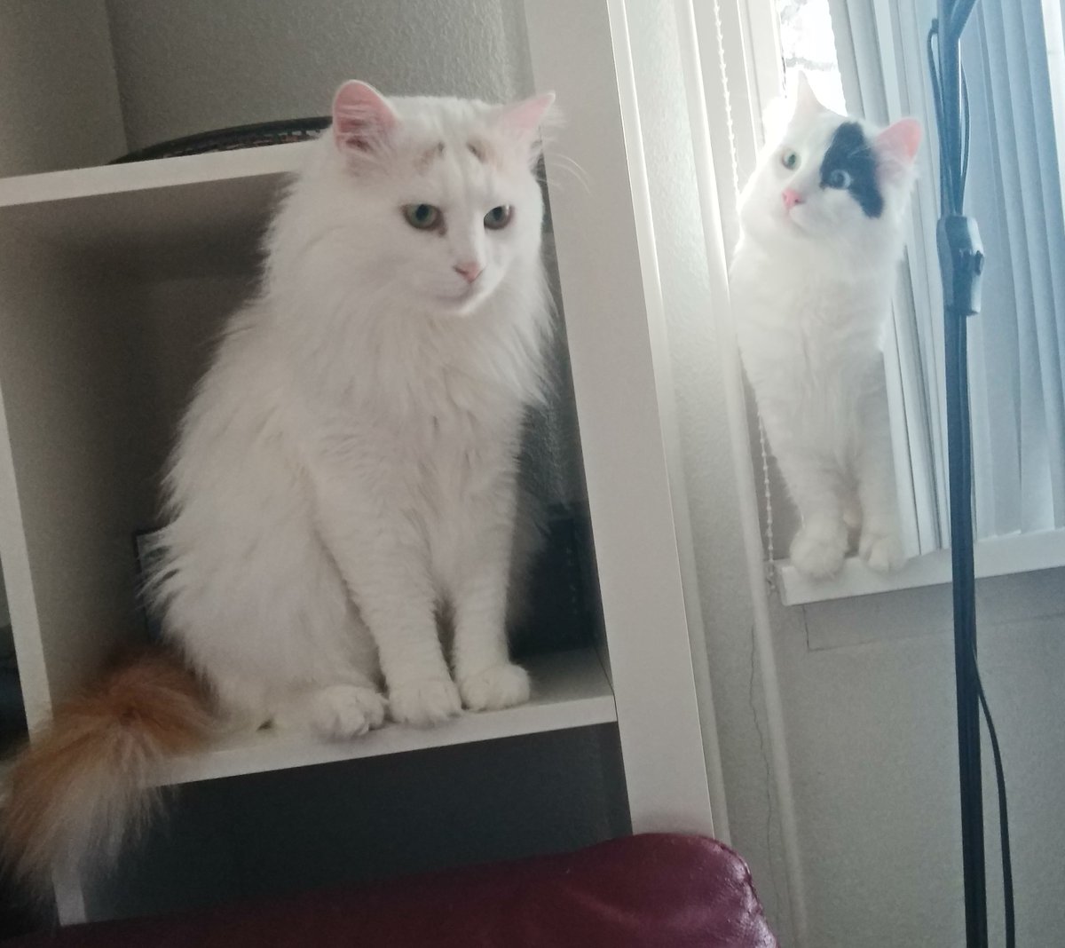 We are the men in the house, Orontes is still a boy.
#TurkishVanCats #CalicoCrew @CatsOfTwitter