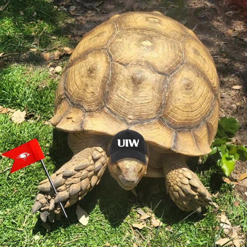 Everyone wants to be a Cardinal! Even this giant tortoise who made its way over to campus today 😍

…but in all seriousness, is anyone missing a 2 ft. tortoise? Email pr@uiwtx.edu if this UIW fan is yours!