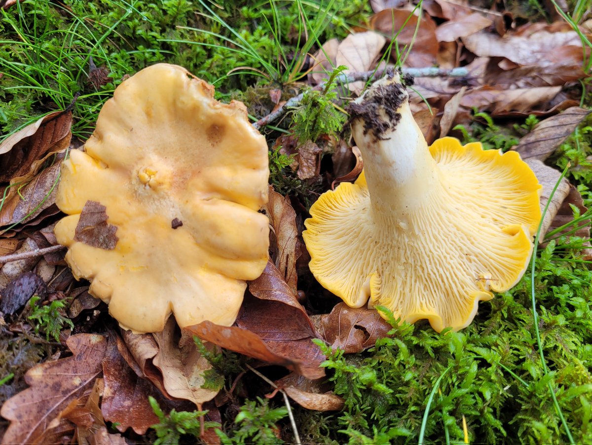 Cantharellus subpruinosus

✅️Good edible✅️

#fungi #mushrooms  #nature #NaturePhotography
#mycology
#mushroomtwitter