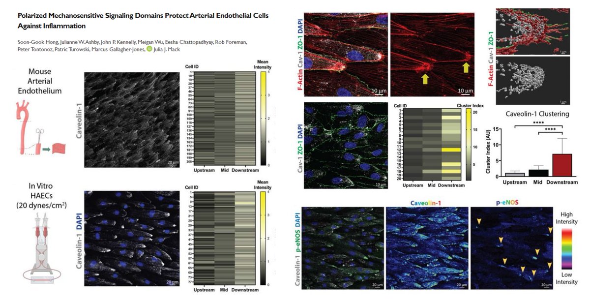 Fantastic🤩

LaminarShear-dependent Front-rear polarization of arterial #EndothelialCell

Caveolin-1/eNOS/TRPV4 enriched at the downstream end
⏬Inflammation

Impact of Metabolic stress/Aging?

Dr. Julia Mack lab bioRxiv 2023 <a href="/SoongookHong/">Soon-Gook Hong</a> <a href="/californiajulia/">Julia Mack</a>
biorxiv.org/content/10.110…