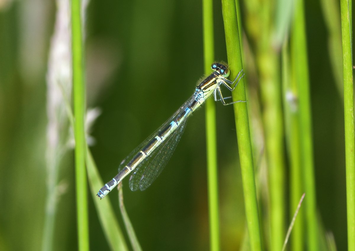 malcinweston's tweet photo. Visiting Kent so an opportunity to visit Sandwich Bay Bird Observatory and  see the dainty damselflies ( a first for me) on an organised walk https://t.co/Nst05OIWF3