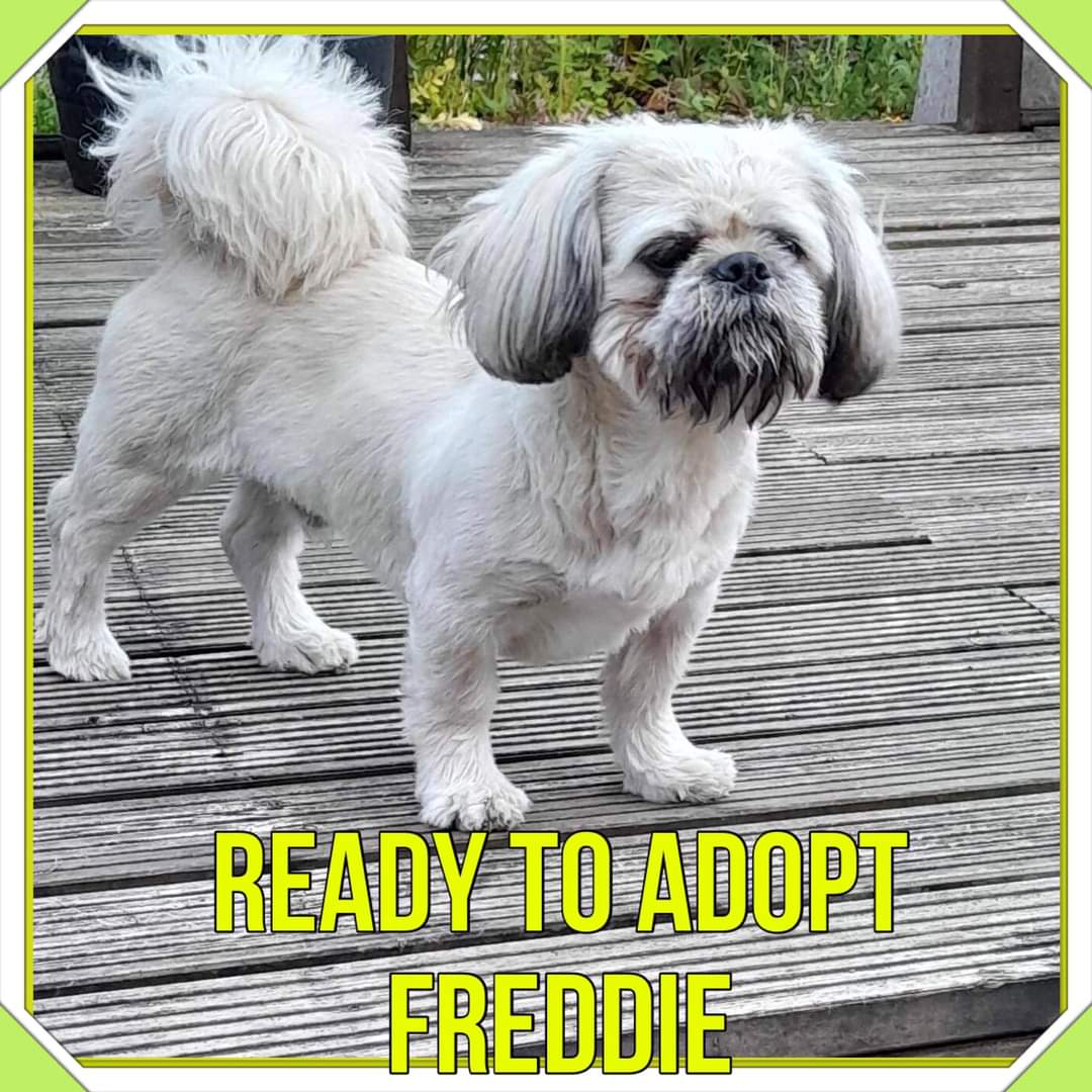star_rescueuk's tweet photo. FREDDIE IS NOW AVAILABLE FOR ADOPTION.
Please read his write up, adoption criteria and adoption process BEFORE filling in the application of interest in the link below.
https://t.co/rHcFZ389wm
#shihtzuactionrescue #AdoptDontBuy #adoptme #dogsarefamily #readytoadopt #cutedog https://t.co/LBWW1Klb9l