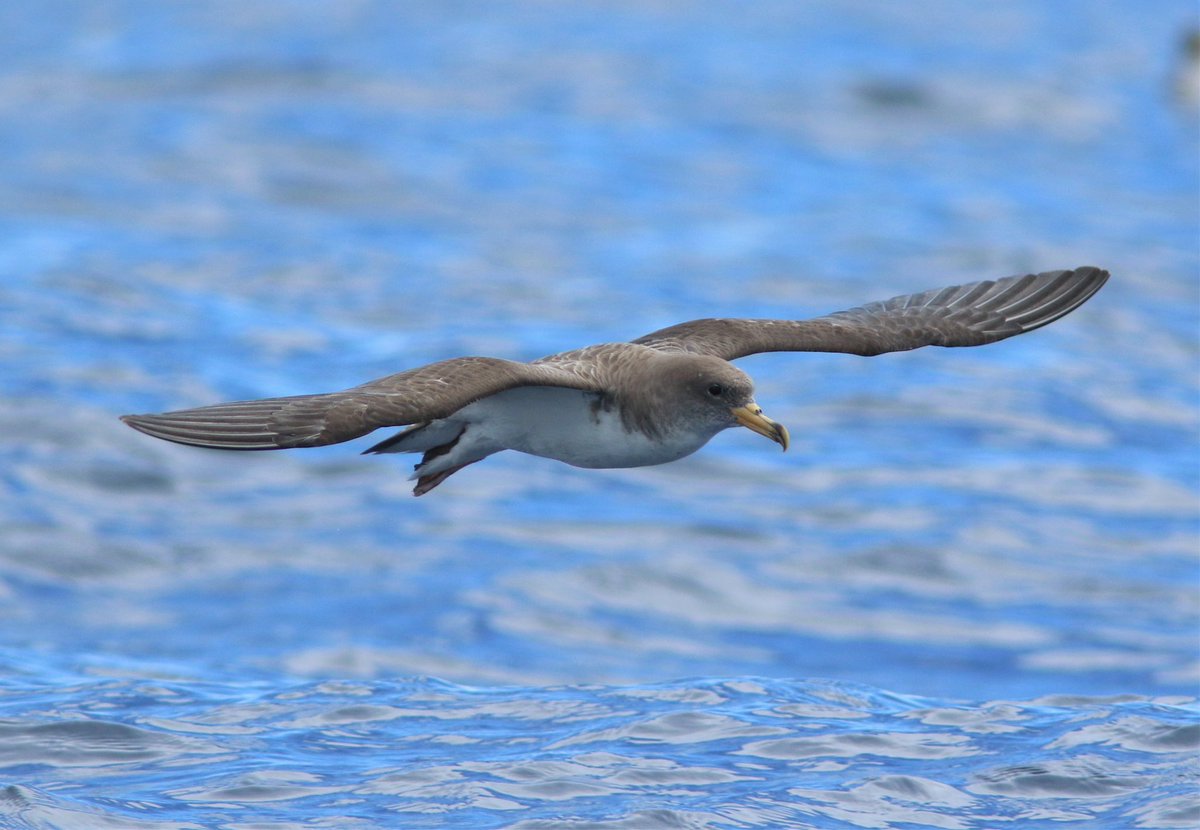 Arlington Reservoir tweet media