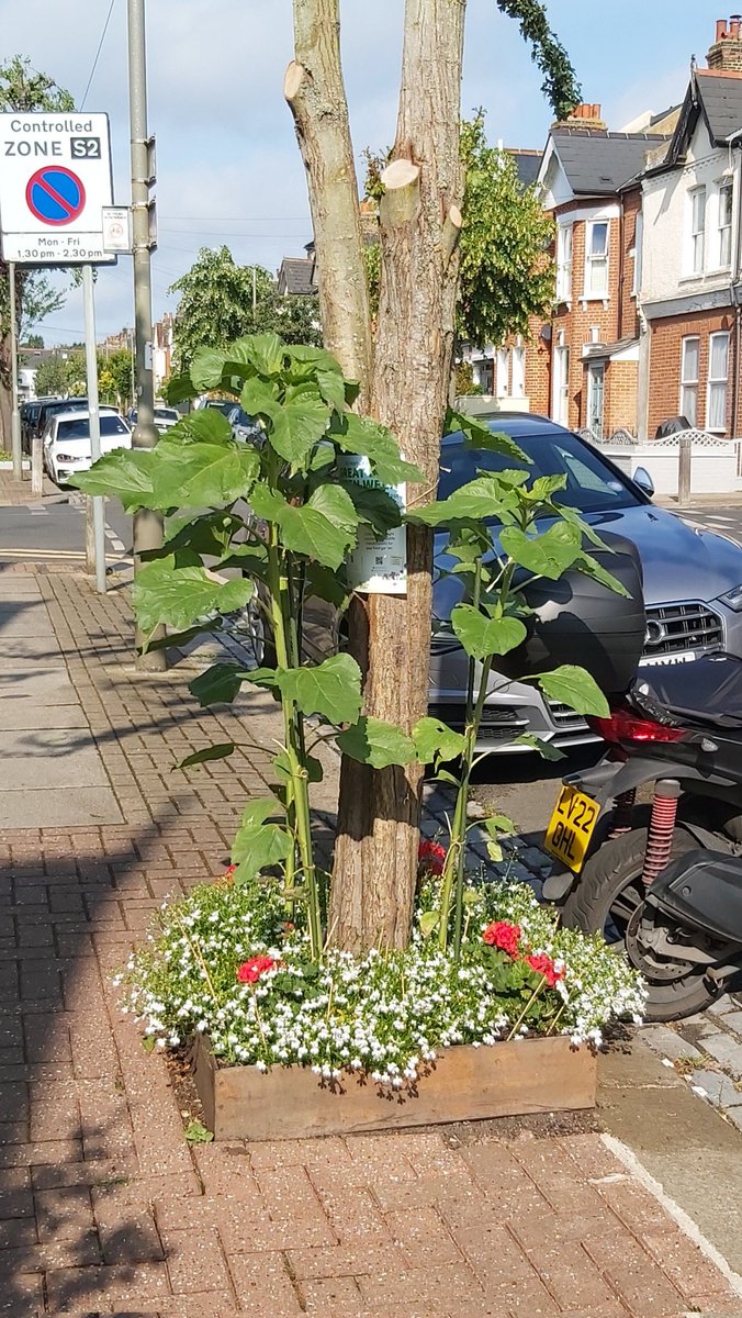 GreenTheGrid's tweet photo. Two freshly planted tree bases (and one freshly made street light base) on Trentham Street #SouthfieldsGrid https://t.co/KbDI3grEek