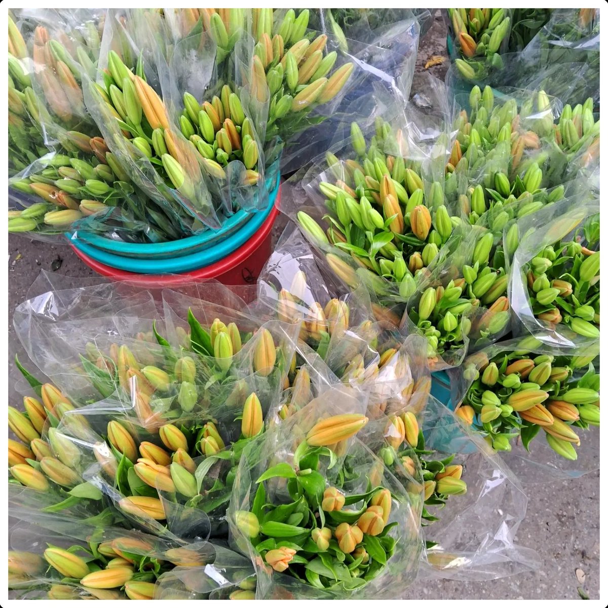 _bloomsandbuds_'s tweet photo. ORIENTAL LILLY

#orientallilly #flowers #freshflowers #flora #cutflowers #floralvibes #flowerfarm #fowerfarmer #naturalflowers #floralhub #savefarmers https://t.co/FOk2dYVH0b