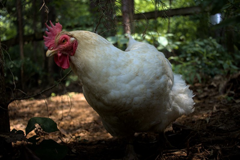 Here's a few of the gorgeous photos that Dylan took recently of Gwen, Josephine, and Gladys!
