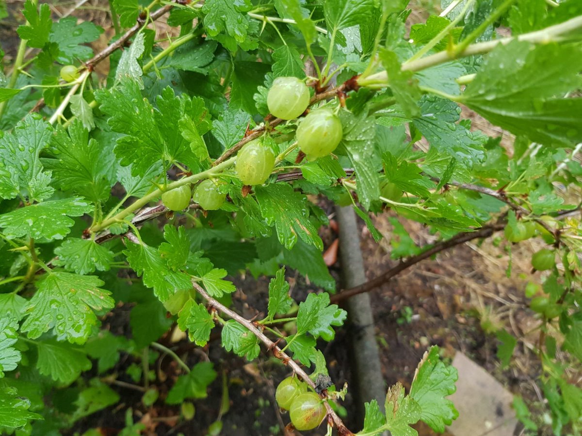 Planted last year and now we have gooseberries (amla) this season.