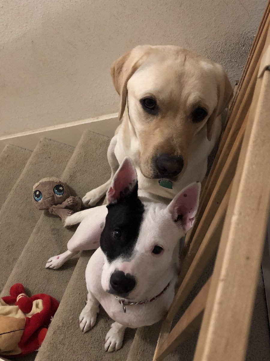 RT @CarrejoDominic: My guide dog Tormund and his sister Speck. https://t.co/GQzbwbQuSf