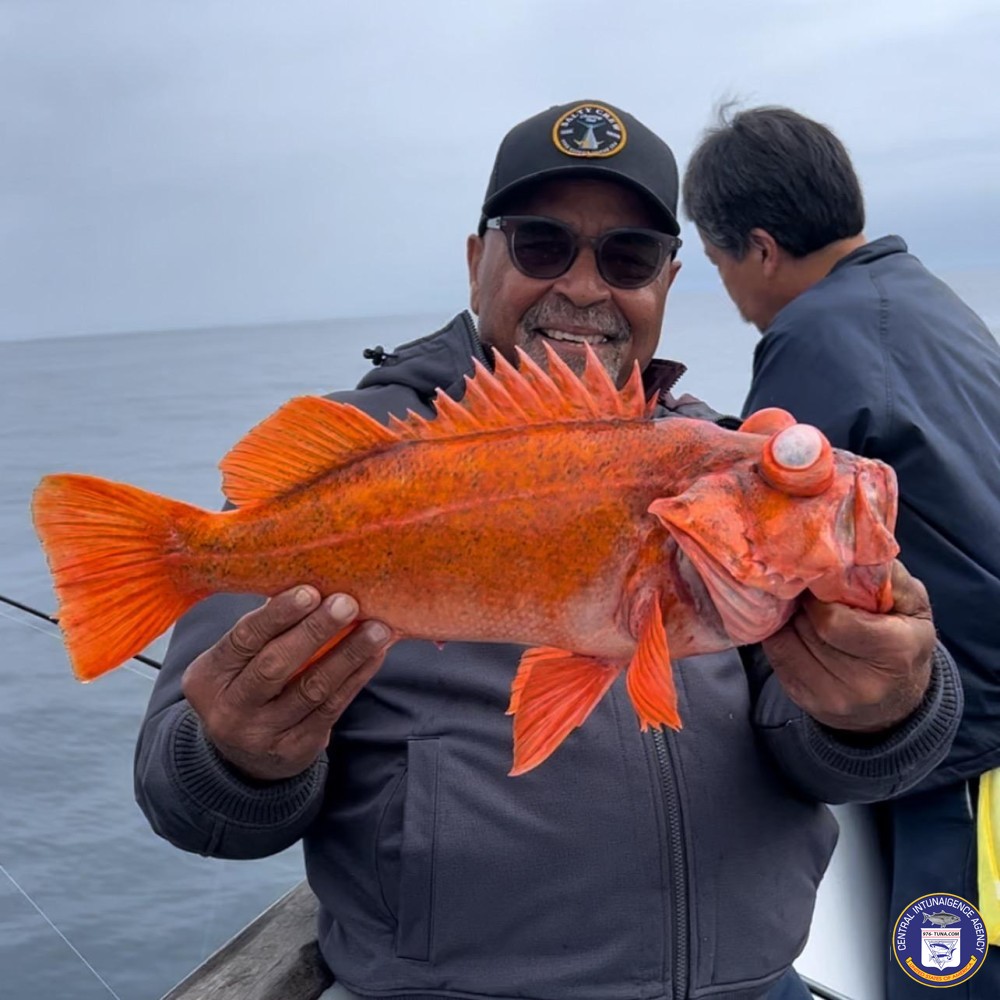 976tuna's tweet image. Redondo Special GUARANTEED Go! 976-tuna.com/posts/228555 #redondospecial #redondobeachsportfishing #fish #fishing #fishingtrip #oceanfishing #socalfishing #fishingtrip #goodtimes #livebait #saltlife #saltwater #tasty #thetugisthedrug