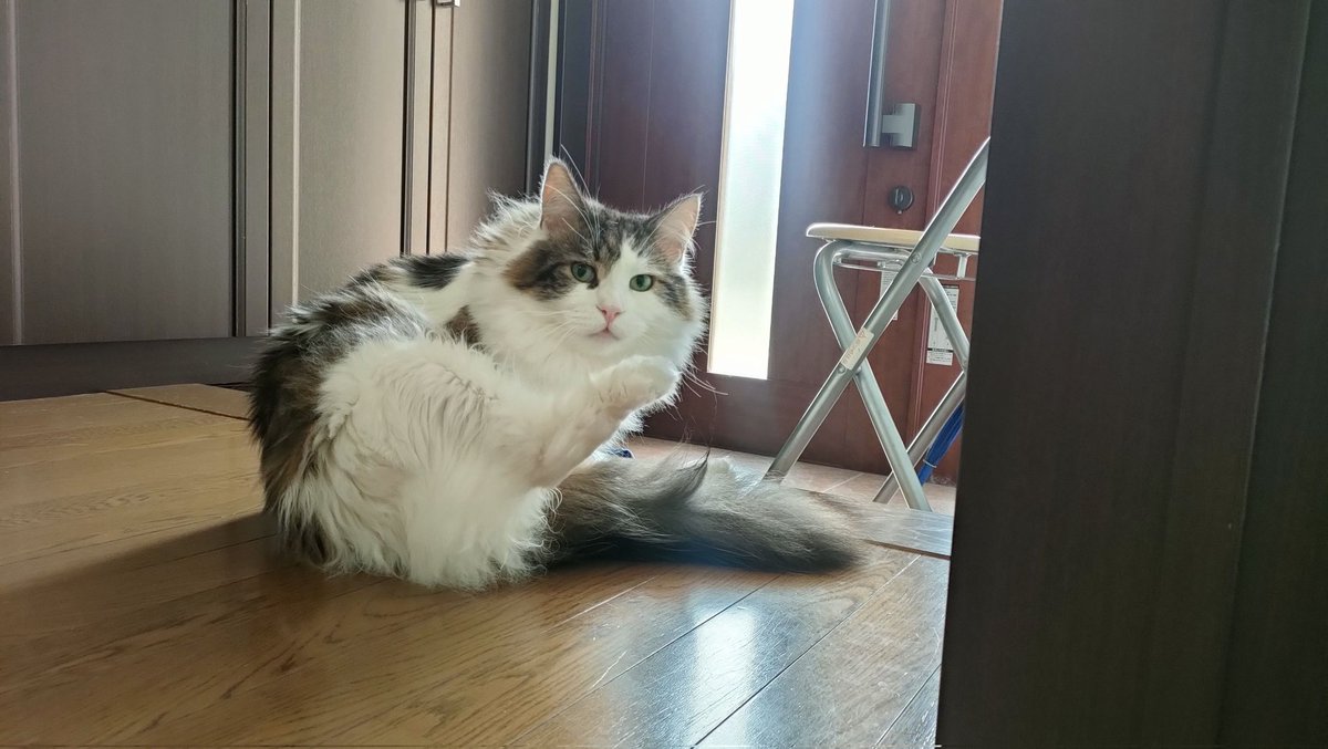 lifewithfourca1's tweet photo. ちょっと盗撮(笑)
#猫 #ねこ #猫好きさんと繋がりたい 
#猫のいる暮らし #猫のいる幸せ https://t.co/f8rfRbrVj9
